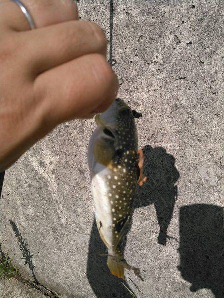 レガーメ　牙突